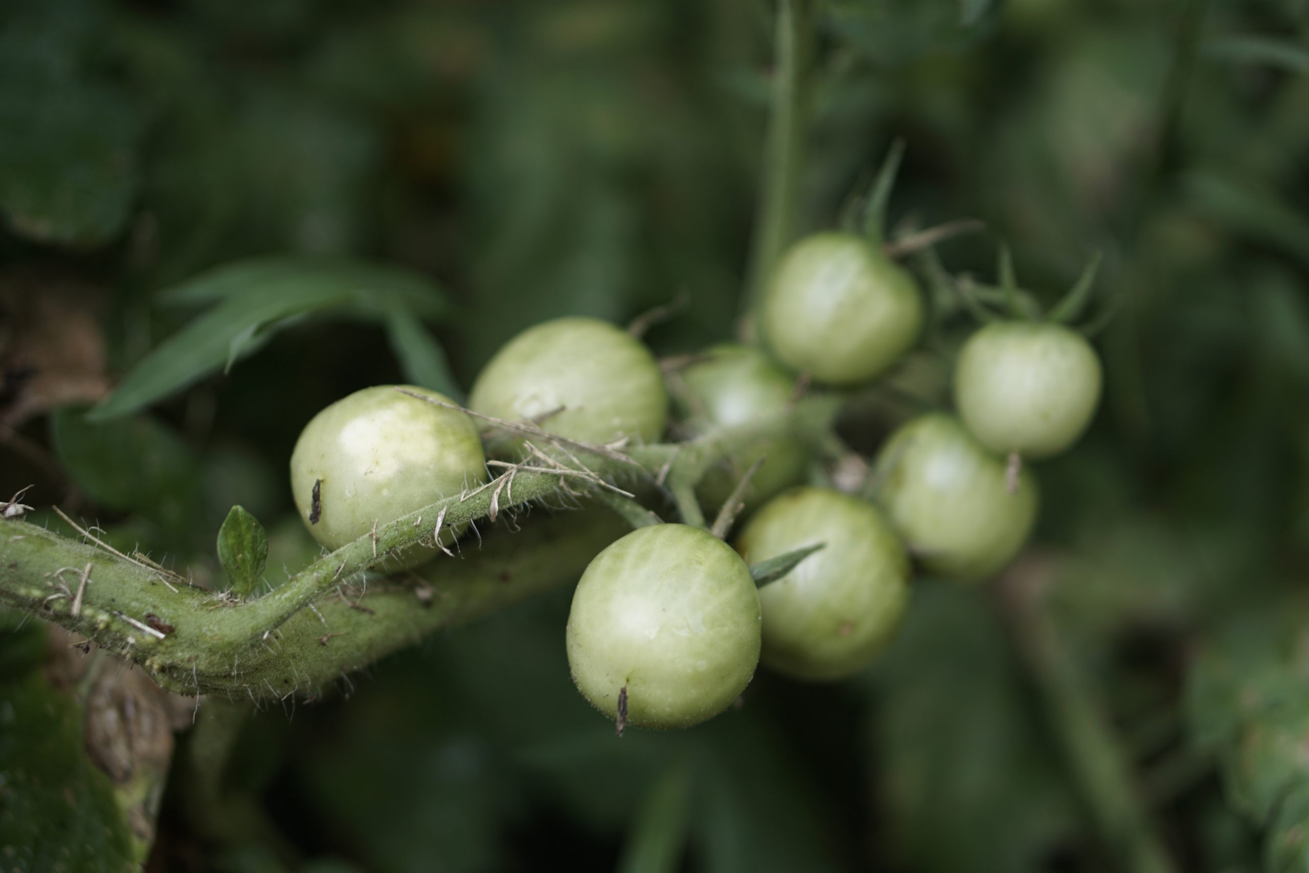 Gardening: Sasquatch Squash - Sustaining Tree